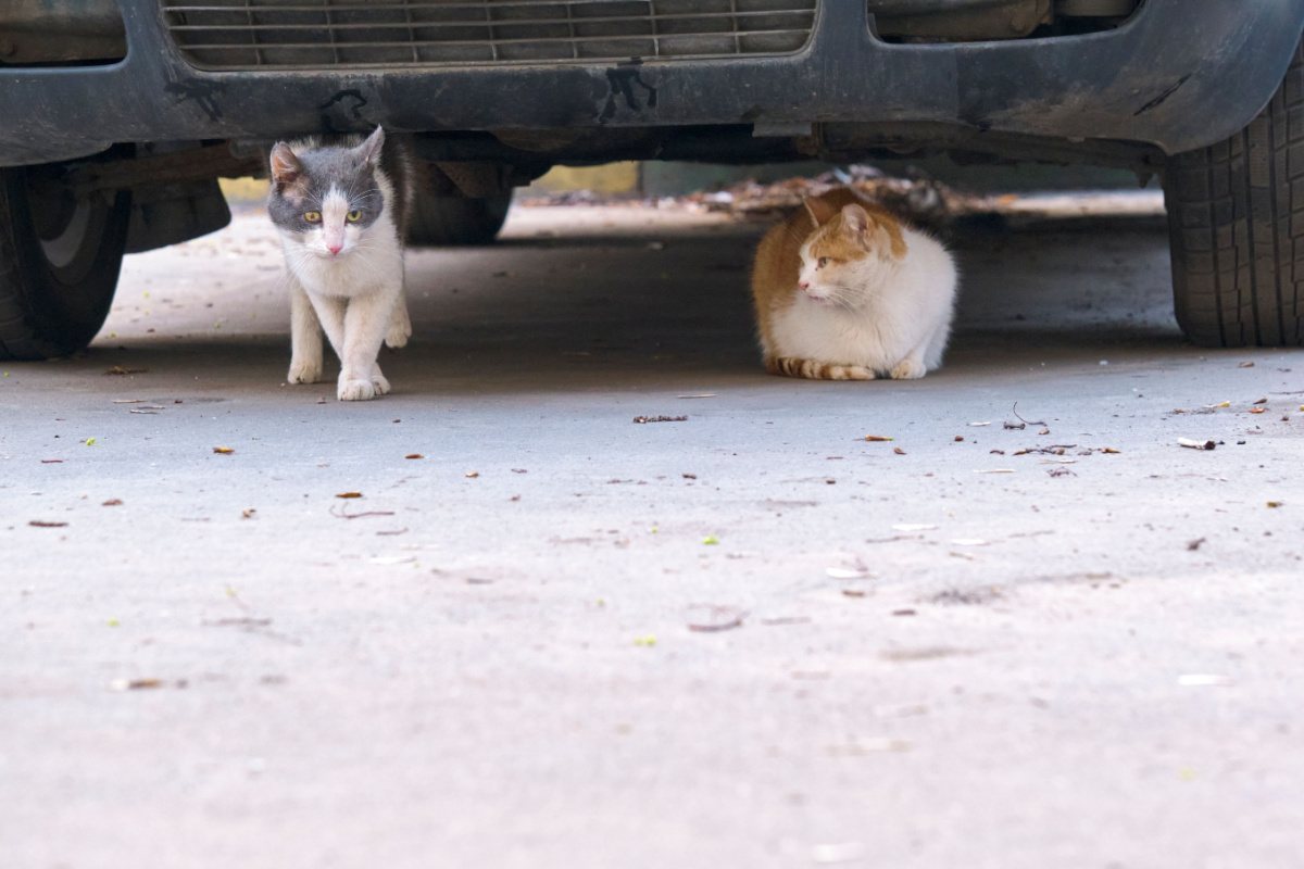 猫のひっかき傷を修理する方法