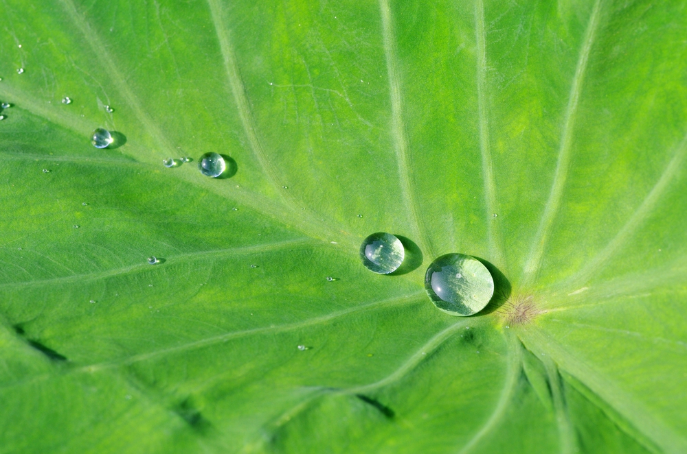 親水性コーティングと撥水性コーティング、それぞれの特徴は？