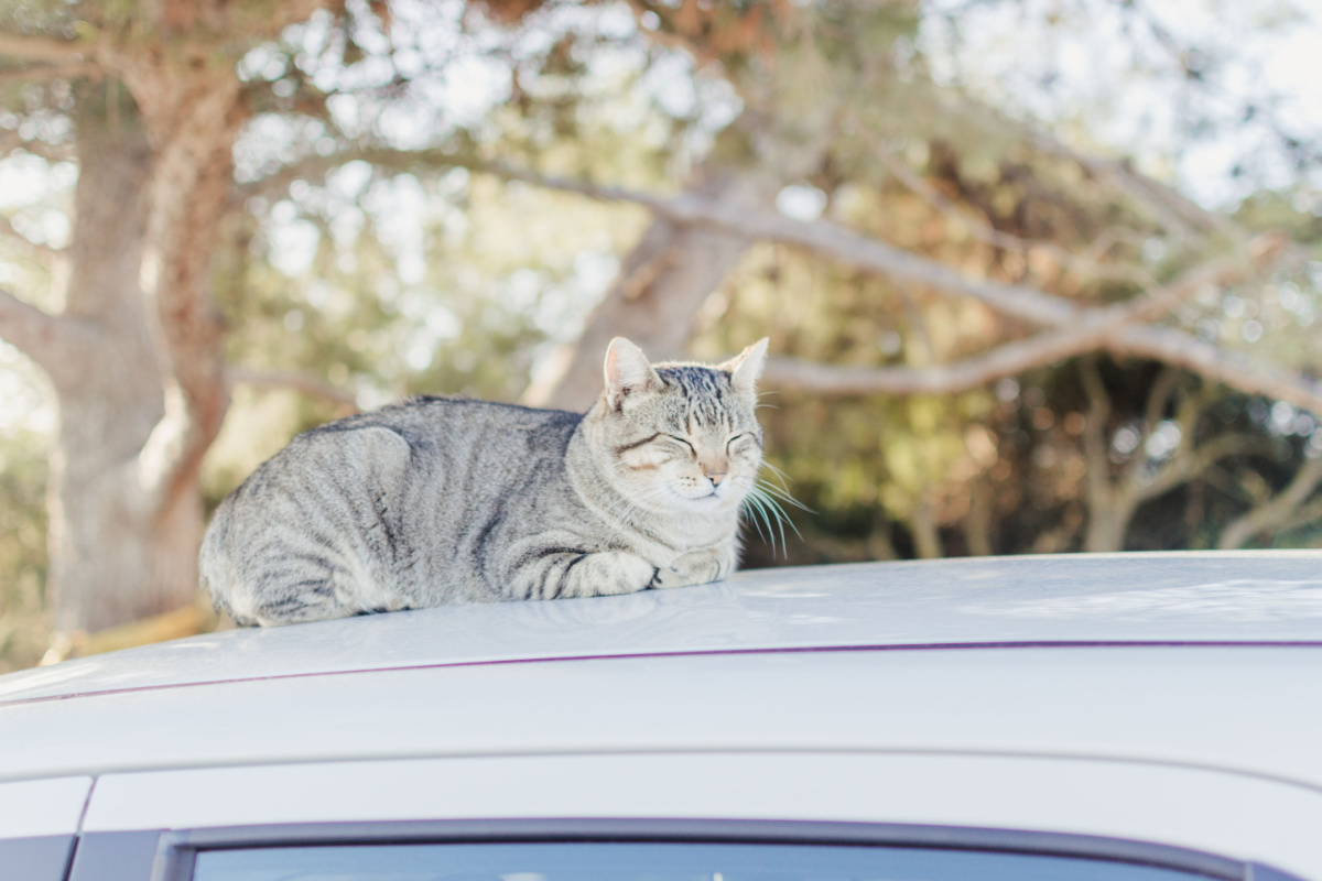 車についた猫のひっかき傷の修理方法とは？