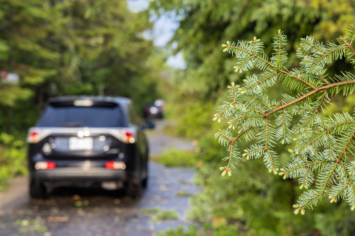 木の枝による車の傷を防ぐ方法と修理方法を解説
